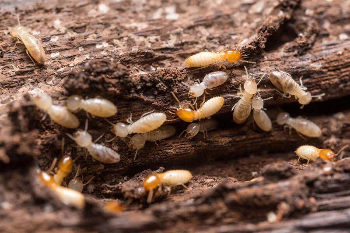 Diagnostic termites Chantilly
