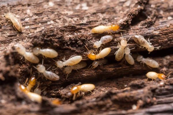 Diagnostic termites Chantilly